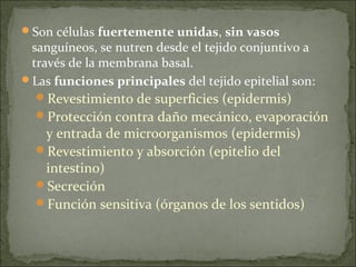 Son células fuertemente unidas, sin vasos
sanguíneos, se nutren desde el tejido conjuntivo a
través de la membrana basal.
Las funciones principales del tejido epitelial son:
Revestimiento de superficies (epidermis)
Protección contra daño mecánico, evaporación
y entrada de microorganismos (epidermis)
Revestimiento y absorción (epitelio del
intestino)
Secreción
Función sensitiva (órganos de los sentidos)
 