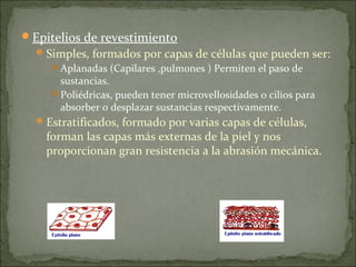 Epitelios de revestimiento
Simples, formados por capas de células que pueden ser:
Aplanadas (Capilares ,pulmones ) Permiten el paso de
sustancias.
Poliédricas, pueden tener microvellosidades o cilios para
absorber o desplazar sustancias respectivamente.
Estratificados, formado por varias capas de células,
forman las capas más externas de la piel y nos
proporcionan gran resistencia a la abrasión mecánica.
 