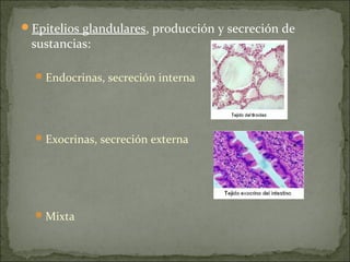 Epitelios glandulares, producción y secreción de
sustancias:
Endocrinas, secreción interna
Exocrinas, secreción externa
Mixta
 