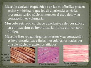 Músculo estriado esquelético : en las miofibrillas poseen
actina y miosina lo que les da apariencia estriada,
presentan varios núcleos, mueven el esqueleto y su
contracción es voluntaria.
Músculo estriado cardiaco : exclusivas del corazón y
su contracción es involuntaria, fibras con un solo
núcleo.
Músculo liso: rodean órganos internos y su contracción
es involuntaria. Las células musculares formadas por
un solo núcleo y extremos afilados.
Músculo liso
Músculo
estriado
esquelético
Músculo cardiaco
 