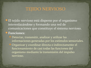 TEJIDO NERVIOSO
El tejido nervioso está disperso por el organismo
interenlazándose y formando una red de
comunicaciones que constituye el sistema nervioso.
Funciones:
Detectar, transmitir, analizar y utilizar las
informaciones generadas por los estímulos sensoriales.
Organizar y coordinar directa o indirectamente el
funcionamiento de casi todas las funciones del
organismo mediante la transmisión del impulso
nervioso.
 