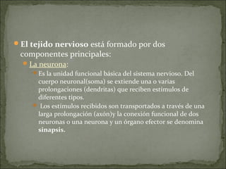 El tejido nervioso está formado por dos
componentes principales:
La neurona:
Es la unidad funcional básica del sistema nervioso. Del
cuerpo neuronal(soma) se extiende una o varias
prolongaciones (dendritas) que reciben estímulos de
diferentes tipos.
 Los estímulos recibidos son transportados a través de una
larga prolongación (axón)y la conexión funcional de dos
neuronas o una neurona y un órgano efector se denomina
sinapsis.
 