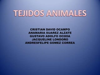 TEJIDOS ANIMALES CRISTIAN DAVID OCAMPO ANAMARIA SUAREZ ALZATE GUSTAVO ADOLFO OCHOA JACQUELINE LONDOÑO ANDRESFELIPE GOMEZ CORREA 