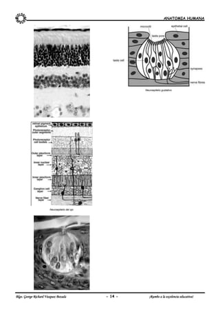 ANATOMIA HUMANA
Blgo. George Richard Vasquez Bezada - 14 - ¡Rumbo a la excelencia educativa!
Neuroepitelio del ojo
Neuroepitelio gustativo
 