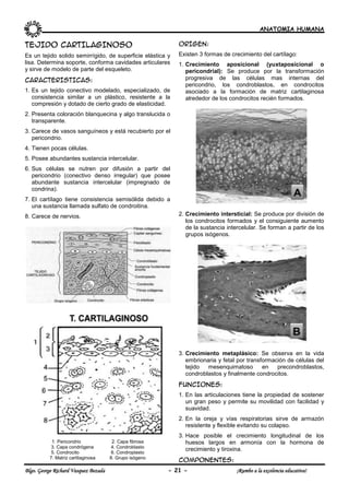 ANATOMIA HUMANA
Blgo. George Richard Vasquez Bezada - 21 - ¡Rumbo a la excelencia educativa!
TEJIDO CARTILAGINOSO
Es un tejido solido semirrígido, de superficie elástica y
lisa. Determina soporte, conforma cavidades articulares
y sirve de modelo de parte del esqueleto.
CARACTERISTICAS:
1. Es un tejido conectivo modelado, especializado, de
consistencia similar a un plástico, resistente a la
compresión y dotado de cierto grado de elasticidad.
2. Presenta coloración blanquecina y algo translucida o
transparente.
3. Carece de vasos sanguíneos y está recubierto por el
pericondrio.
4. Tienen pocas células.
5. Posee abundantes sustancia intercelular.
6. Sus células se nutren por difusión a partir del
pericondrio (conectivo denso irregular) que posee
abundante sustancia intercelular (impregnado de
condrina).
7. El cartílago tiene consistencia semisólida debido a
una sustancia llamada sulfato de condroitina.
8. Carece de nervios.
1. Pericondrio 2. Capa fibrosa
3. Capa condrógena 4. Condroblasto
5. Condrocito 6. Condroplasto
7. Matriz cartilaginosa 8. Grupo isógeno
ORIGEN:
Existen 3 formas de crecimiento del cartílago:
1. Crecimiento aposicional (yuxtaposicional o
pericondrial): Se produce por la transformación
progresiva de las células mas internas del
pericondrio, los condroblastos, en condrocitos
asociado a la formación de matriz cartilaginosa
alrededor de los condrocitos recién formados.
2. Crecimiento intersticial: Se produce por división de
los condrocitos formados y el consiguiente aumento
de la sustancia intercelular. Se forman a partir de los
grupos isógenos.
3. Crecimiento metaplásico: Se observa en la vida
embrionaria y fetal por transformación de células del
tejido mesenquimatoso en precondroblastos,
condroblastos y finalmente condrocitos.
FUNCIONES:
1. En las articulaciones tiene la propiedad de sostener
un gran peso y permite su movilidad con facilidad y
suavidad.
2. En la oreja y vías respiratorias sirve de armazón
resistente y flexible evitando su colapso.
3. Hace posible el crecimiento longitudinal de los
huesos largos en armonía con la hormona de
crecimiento y tiroxina.
COMPONENTES:
 