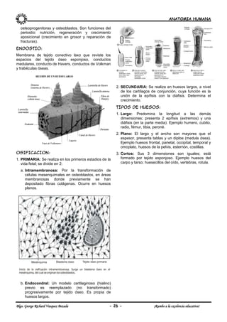ANATOMIA HUMANA
Blgo. George Richard Vasquez Bezada - 26 - ¡Rumbo a la excelencia educativa!
osteoprogenitoras y osteoblastos. Son funciones del
periostio: nutrición, regeneración y crecimiento
aposicional (crecimiento en grosor y reparación de
fracturas).
ENDOSTIO:
Membrana de tejido conectivo laxo que reviste los
espacios del tejido óseo esponjoso, conductos
medulares, conducto de Havers, conductos de Volkman
y trabéculas óseas.
OSIFICACION:
1. PRIMARIA: Se realiza en los primeros estadios de la
vida fetal; se divide en 2:
a. Intramembranosa: Por la transformación de
células mesenquimales en osteoblastos, en áreas
membranosas donde previamente se han
depositado fibras colágenas. Ocurre en huesos
planos.
b. Endocondral: Un modelo cartilaginoso (hialino)
previo es reemplazado (no transformado)
progresivamente por tejido óseo. Es propia de
huesos largos.
2. SECUNDARIA: Se realiza en huesos largos, a nivel
de los cartílagos de conjunción, cuya función es la
unión de la epífisis con la diáfisis. Determina el
crecimiento.
TIPOS DE HUESOS:
1. Largo: Predomina la longitud a las demás
dimensiones; presenta 2 epífisis (extremos) y una
diáfisis (en la parte media). Ejemplo humero, cubito,
radio, fémur, tibia, peroné.
2. Plano: El largo y el ancho son mayores que el
espesor, presenta tablas y un diploe (medula ósea).
Ejemplo huesos frontal, parietal, occipital, temporal y
omoplato, huesos de la pelvis, esternón, costillas.
3. Cortos: Sus 3 dimensiones son iguales; está
formado por tejido esponjoso. Ejemplo huesos del
carpo y tarso; huesecillos del oído, vertebras, rotula.
Inicio de la osificación intramembranosa. Surge un blastema óseo en el
mesénquima, del cual se originan los osteoblastos.
Mesénquima Blastema óseo Tejido óseo primario
 