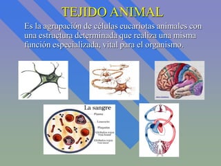 Tejidos Animales Completo Slide 2