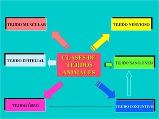 Tejidos Animales Completo Slide 3