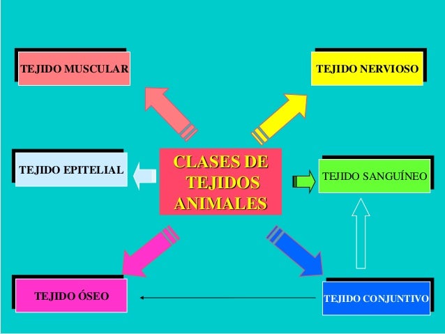 Resultado de imagen para cuadro clases de tejidos animales