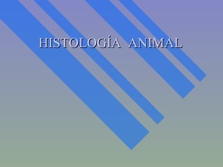 HISTOLOGÍA  ANIMAL 