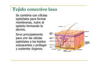 Tejido conectivo laxo
Se combina con células
epiteliales para formar
membranas, nutre al
epitelio formando la
dermis.
Sirve principalmente
para unir las células
epiteliales a los tejidos
subyacentes y proteger
y sustentar órganos.
 