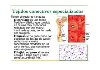 Tejidos conectivos especializados
Tienen estructuras variadas:
El cartílago es una forma
flexible y elástica que consiste
en células muy espaciadas
rodeadas por una matriz
inanimada gruesa, conformada
por colágeno.
El hueso se ha endurecido por
depósitos de fosfato de calcio;
se forma en círculos
concéntricos alrededor de un
canal central, que contiene un
vaso sanguíneo.
El tejido adiposo almacena
energía a largo plazo y sirve
como aislante del frío.
 