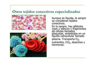 Otros tejidos conectivos especializados
Aunque es líquida, la sangre
se consideran tejidos
conectivos.
En la sangre, hay glóbulos
rojos y blancos y fragmentos
de células llamados
plaquetas, embebidas en un
líquido extracelular llamado
plasma. Transporta O2,
nutrientes, CO2, desechos y
hormonas.
 