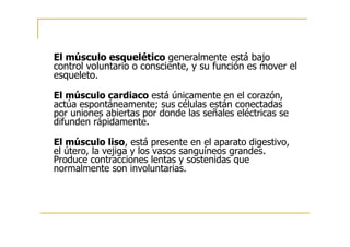 El músculo esquelético generalmente está bajo
control voluntario o consciente, y su función es mover el
esqueleto.
El músculo cardiaco está únicamente en el corazón,
actúa espontáneamente; sus células están conectadas
por uniones abiertas por donde las señales eléctricas se
difunden rápidamente.
El músculo liso, está presente en el aparato digestivo,
el útero, la vejiga y los vasos sanguíneos grandes.
Produce contracciones lentas y sostenidas que
normalmente son involuntarias.
 