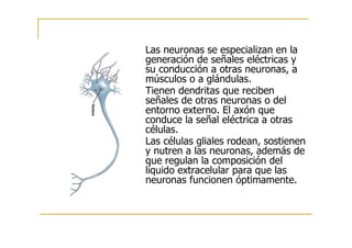 Las neuronas se especializan en la
generación de señales eléctricas y
su conducción a otras neuronas, a
músculos o a glándulas.
Tienen dendritas que reciben
señales de otras neuronas o del
entorno externo. El axón que
conduce la señal eléctrica a otras
células.
Las células gliales rodean, sostienen
y nutren a las neuronas, además de
que regulan la composición del
líquido extracelular para que las
neuronas funcionen óptimamente.
 