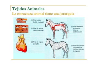 Tejidos Animales
La estructura animal tiene una jerarquía
 