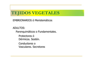 TEJIDOS VEGETALES
EMBRIONARIOS ó Meristemáticos
ADULTOS:
Parenquimáticos o Fundamentales.
Protectores ó
Dérmicos. Sostén.
Conductores o
Vasculares. Secretores
 
