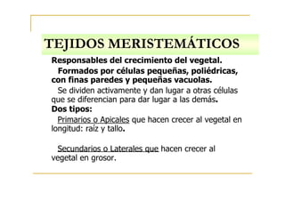 TEJIDOS MERISTEMÁTICOS
Responsables del crecimiento del vegetal.
Formados por células pequeñas, poliédricas,
con finas paredes y pequeñas vacuolas.
Se dividen activamente y dan lugar a otras células
que se diferencian para dar lugar a las demás.
Dos tipos:
Primarios o Apicales que hacen crecer al vegetal en
longitud: raíz y tallo.
Secundarios o Laterales que hacen crecer al
vegetal en grosor.
 