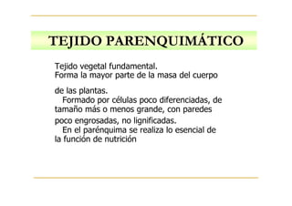 TEJIDO PARENQUIMÁTICO
Tejido vegetal fundamental.
Forma la mayor parte de la masa del cuerpo
de las plantas.
Formado por células poco diferenciadas, de
tamaño más o menos grande, con paredes
poco engrosadas, no lignificadas.
En el parénquima se realiza lo esencial de
la función de nutrición
 