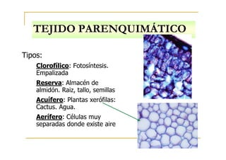 TEJIDO PARENQUIMÁTICO
Tipos:
Clorofílico: Fotosíntesis.
Empalizada
Reserva: Almacén de
almidón. Raiz, tallo, semillas
Acuífero: Plantas xerófilas:
Cactus. Agua.
Aerífero: Células muy
separadas donde existe aire
 