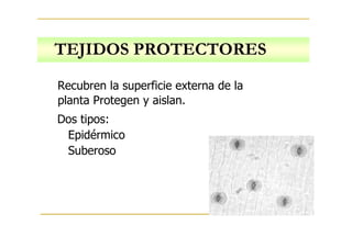 TEJIDOS PROTECTORES
Recubren la superficie externa de la
planta Protegen y aislan.
Dos tipos:
Epidérmico
Suberoso
 