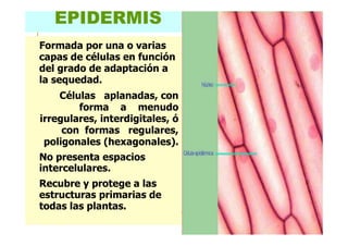 EPIDERMIS
Formada por una o varias
capas de células en función
del grado de adaptación a
la sequedad.
Células aplanadas, con
forma a menudo
irregulares, interdigitales, ó
con formas regulares,
poligonales (hexagonales).
No presenta espacios
intercelulares.
Recubre y protege a las
estructuras primarias de
todas las plantas.
 