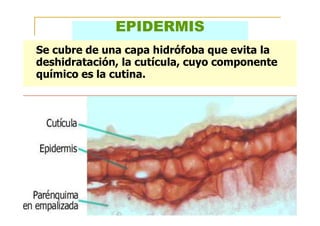 EPIDERMIS
Se cubre de una capa hidrófoba que evita la
deshidratación, la cutícula, cuyo componente
químico es la cutina.
 