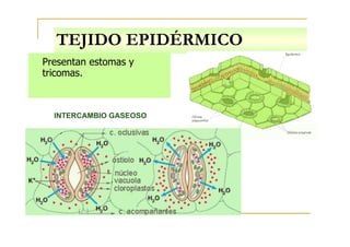 TEJIDO EPIDÉRMICO
Presentan estomas y
tricomas.
INTERCAMBIO GASEOSO
 