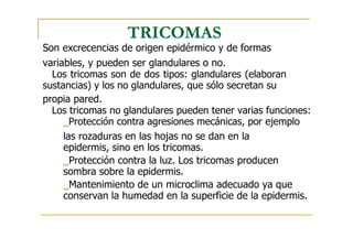 TRICOMAS
Son excrecencias de origen epidérmico y de formas
variables, y pueden ser glandulares o no.
Los tricomas son de dos tipos: glandulares (elaboran
sustancias) y los no glandulares, que sólo secretan su
propia pared.
Los tricomas no glandulares pueden tener varias funciones:
‗Protección contra agresiones mecánicas, por ejemplo
las rozaduras en las hojas no se dan en la
epidermis, sino en los tricomas.
‗Protección contra la luz. Los tricomas producen
sombra sobre la epidermis.
‗Mantenimiento de un microclima adecuado ya que
conservan la humedad en la superficie de la epidermis.
 