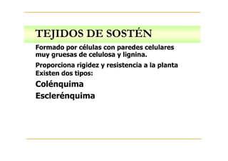 TEJIDOS DE SOSTÉN
Formado por células con paredes celulares
muy gruesas de celulosa y lignina.
Proporciona rigidez y resistencia a la planta
Existen dos tipos:
Colénquima
Esclerénquima
 