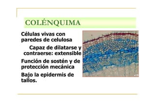 COLÉNQUIMA
Células vivas con
paredes de celulosa
Capaz de dilatarse y
contraerse: extensible
Función de sostén y de
protección mecánica
Bajo la epidermis de
tallos.
 