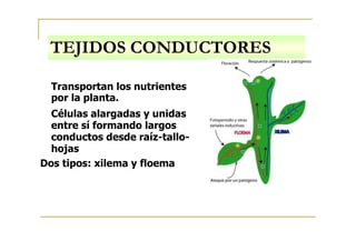 TEJIDOS CONDUCTORES
Transportan los nutrientes
por la planta.
Células alargadas y unidas
entre sí formando largos
conductos desde raíz-tallo-
hojas
Dos tipos: xilema y floema
 