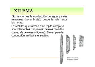XILEMA
Su función es la conducción de agua y sales
minerales (savia bruta), desde la raíz hasta
las hojas.
Las células que forman este tejido complejo
son: Elementos traqueales: células muertas
(pared de celulosa y lignina). Sirven para la
conducción vertical y el sostén.
 