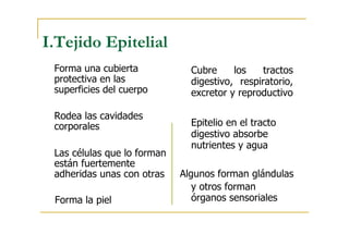 I.Tejido Epitelial
Forma una cubierta
protectiva en las
superficies del cuerpo
Rodea las cavidades
corporales
Las células que lo forman
están fuertemente
adheridas unas con otras
Forma la piel
Cubre los tractos
digestivo, respiratorio,
excretor y reproductivo
Epitelio en el tracto
digestivo absorbe
nutrientes y agua
Algunos forman glándulas
y otros forman
órganos sensoriales
 