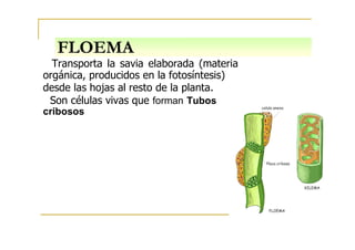 FLOEMA
Transporta la savia elaborada (materia
orgánica, producidos en la fotosíntesis)
desde las hojas al resto de la planta.
Son células vivas que forman Tubos
cribosos
 