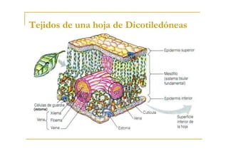 Tejidos de una hoja de Dicotiledóneas
 