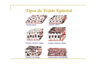 Tipos de Tejido Epitelial
 