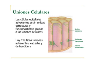 Uniones Celulares
Las células epiteliales
adyacentes están unidas
estructural y
funcionalmente gracias
a las uniones celulares
Hay tres tipos: uniones
adherentes, estrecha y
de hendidura
Unión
estrecha
Unión en
hendidura
Unión
adherentes
 