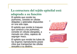 La estructura del tejido epitelial está
adaptada a su función
El epitelio que reviste los
pulmones, consiste en células
delgadas y aplanadas dispuestas
en una sola capa.
El epitelio que reviste la traquea
que conduce a los pulmones,
consiste en células alargadas, a
menudo con cilios, capaces de
segregar moco.
El epitelio que reviste los tubos de
los órganos reproductores posee
cilios que transportan las células
sexuales a su destino.
 