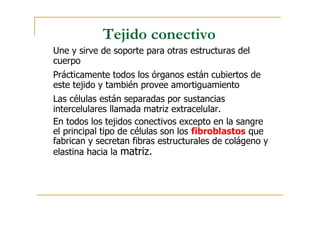 Tejido conectivo
Une y sirve de soporte para otras estructuras del
cuerpo
Prácticamente todos los órganos están cubiertos de
este tejido y también provee amortiguamiento
Las células están separadas por sustancias
intercelulares llamada matriz extracelular.
En todos los tejidos conectivos excepto en la sangre
el principal tipo de células son los fibroblastos que
fabrican y secretan fibras estructurales de colágeno y
elastina hacia la matriz.
 