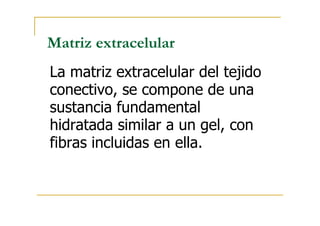 Matriz extracelular
La matriz extracelular del tejido
conectivo, se compone de una
sustancia fundamental
hidratada similar a un gel, con
fibras incluidas en ella.
 