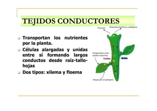 TEJIDOS CONDUCTORES
Transportan los nutrientes
por la planta.
Células alargadas y unidas
entre sí formando largos
entre sí formando largos
conductos desde raíz-tallo-
hojas
Dos tipos: xilema y floema
 