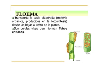 FLOEMA
Transporta la savia elaborada (materia
orgánica, producidos en la fotosíntesis)
desde las hojas al resto de la planta.
Son células vivas que forman Tubos
cribosos
 