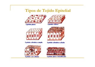 Tipos de Tejido Epitelial
Tipos de Tejido Epitelial
 