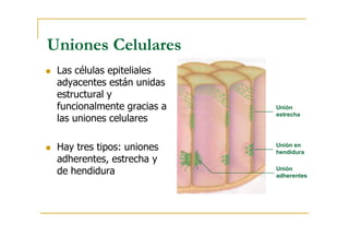 Uniones Celulares
Uniones Celulares
Las células epiteliales
adyacentes están unidas
estructural y
funcionalmente gracias a
las uniones celulares
Unión
estrecha
las uniones celulares
Hay tres tipos: uniones
adherentes, estrecha y
de hendidura
Unión en
hendidura
Unión
adherentes
 