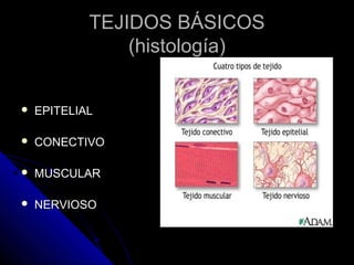 TEJIDOS BÁSICOSTEJIDOS BÁSICOS
(histología)(histología)
 EPITELIALEPITELIAL
 CONECTIVOCONECTIVO
 MUSCULARMUSCULAR
 NERVIOSONERVIOSO
 