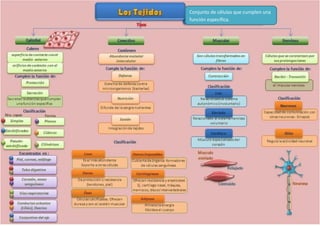 Conjunto de células que cumplen una
función específica.
 