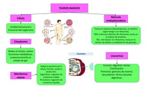 TEJIDOS BASICOS
Rodea al núcleo, realiza
funciones metabólicas,
sustancia amorfa en
estado de gel.
Célula
Membrana
celular
Citoplasma
Unidad estructural y
funcional del organismo
Rodea la periferia de la
célula, función: sostén y
protección.
Fagocitosis: ingestión de
sustancias solidas
Pinocitosis: Ingestión de
sustancias liquidas
Retículo
endoplasmático
Lisosomas
Forma el sistema endomembranas, se clasifica
según tenga o no ribosomas,
RER: cisternas cubiertas de ribosomas, actúa en
la síntesis de proteína.
REL: red tubular sin ribosomas, actúa en la
síntesis de lípidos y metabolismo de glúcidos.
Función: digestión celular.
Clasificación:
Primarios: gránulos de reserva.
Secundarios: forma vacuolas
digestivas.