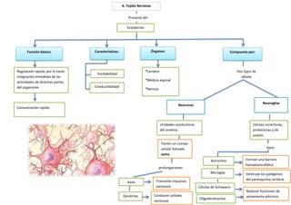 4.-Tejido Nervioso
Función básica:
Regulación rápida, por lo tanto
integración inmediata de las
actividades de distintas partes
del organismo
Comunicación rápida
Características:
Excitabilidad
Conductibilidad
Órganos:
Proviene del
Ectodermo
*Cerebro
*Médula espinal
*Nervios
Compuesto por:
Dos tipos de
células
Neuronas
Neuroglias
Unidades conductoras
del sistema
Células conectoras,
protectoras y de
sostén.
tipos
Astrocitos Forman una barrera
hematoencefálica
Microglía Destruye los patógenos
del parénquima cerebral
Células de Schawann
Realizan funciones de
aislamiento eléctrico
Tienen un cuerpo
celular llamado
soma
prolongaciones
Axón Transmite impulsos
nerviosos
Dendritas Conducen señales
nerviosas
Oligodendrocitos
 