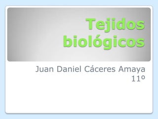 Tejidos
biológicos
Juan Daniel Cáceres Amaya
11º
 